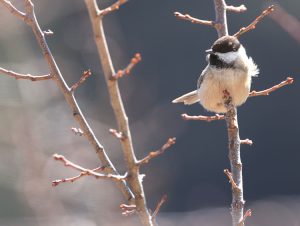 Sichuan Tit, 川褐头山雀, Poecile weigoldicus-gallery-