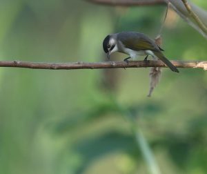 Styan’s Bulbul, 台湾鹎, Pycnonotus taivanus-gallery-