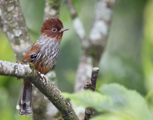 Taiwan Barwing, 台湾班翅鹛, Actinodura morrisoniana-gallery-