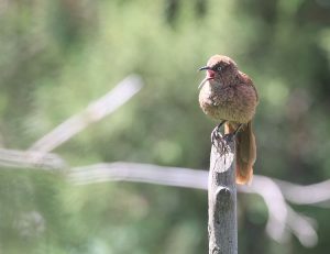 Tibetan Babax, 棕草鹛, Pterorhinus koslowi-gallery-