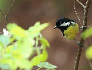 Yellow-bellied Tit, 黄腹山雀, Pardaliparus venustulus-gallery-