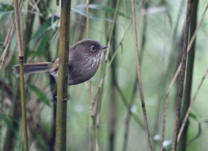 Taiwan Fulvetta, 台湾雀鹛, Fulvetta formosana-gallery-