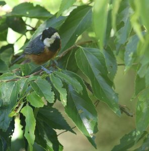 Chestnut-bellied Tit, 台湾杂色山雀, Sittiparus castaneoventris-gallery-