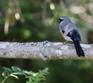 Taiwan Bullfinch, 台湾灰头灰雀, Pyrrhula owstoni-gallery-