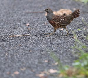 Taiwan Bamboo-Partridge, 台湾竹鹧, Bambusicola sonorivox-gallery-