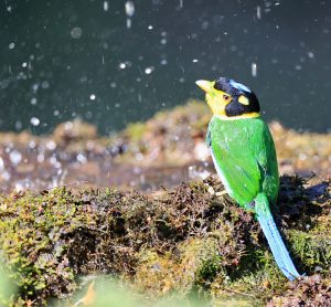 Long-tailed Broadbill, 长尾阔嘴鸟, Psarisomus dalhousiae-gallery-