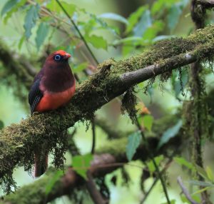 Ward's Trogon, 红腹咬鹃, Harpactes wardi-gallery-