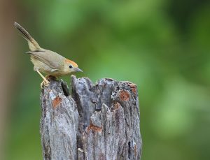 Rufous-capped Babbler, 红头穗鹛, Stachyridopsis ruficeps-gallery-