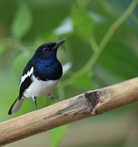 Oriental Magpie-Robin, 鹊鸲, Copsychus saularis-gallery-