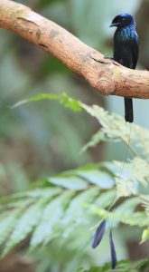 Lesser Racket-tailed Drongo, 小盘尾, Dicrurus remifer-gallery-