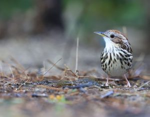 Puff-throated Babbler, 棕头幽鹛, Pellorneum ruficeps-gallery-