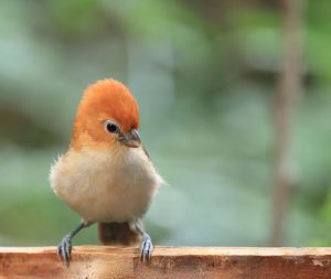 Rufous-headed Parrotbill, 红头鸦雀, Psittiparus bakeri-gallery-