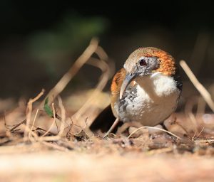 Large Scimitar Babbler, 长嘴钩嘴鹛, Pomatorhinus hypoleucos-gallery-