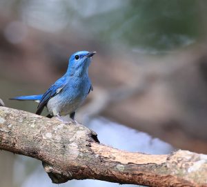 Pale Blue Flycatcher, 纯蓝仙鹟, Cyornis unicolor-gallery-