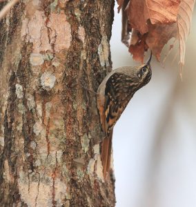 Sikkim Treecreeper, 褐喉旋木雀, Certhia discolor-gallery-