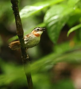 Rufous-throated Fulvetta, 棕喉雀鹛, Alcippe rufogularis-gallery-