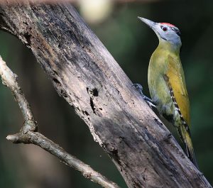 Black-naped Woodpecker, 黑枕啄木鸟, Picus guerini-gallery-