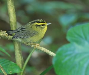 Yellow-throated Fulvetta, 黄喉雀鹛, Alcippe cinerea-gallery-