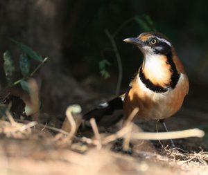 Lesser Necklaced Laughingthrush, 小黑领噪鹛, Garrulax monileger-gallery-