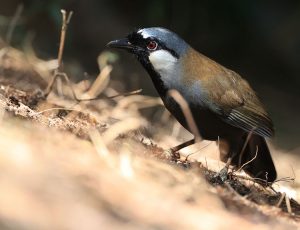 Black-throated Laughingthrush, 黑喉噪鹛, Pterorhinus chinensis-gallery-