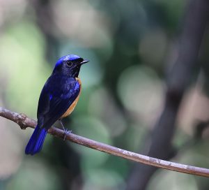 Rufous-bellied Niltava, 棕腹仙鹟, Niltava sundara-gallery-