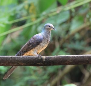 Barred Cuckoo Dove, 斑尾鹃鸠, Macropygia unchall-gallery-