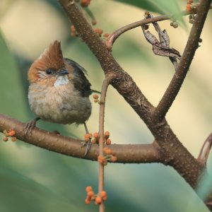 White-naped Yuhina, 白项凤鹛, Yuhina bakeri-gallery-