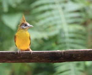 White-throated Bulbul, 黄腹冠鹎, Alophoixus flaveolus-gallery-