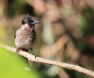 Red-vented Bulbul, 黑喉红臀鹎, Pycnonotus cafer-gallery-