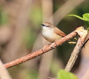 Grey-breasted Prinia, 灰胸山鹪莺, Prinia hodgsonii-gallery-