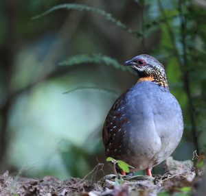 Rufous-throated Partridge, 红喉山鹧鸪, Arborophila rufogularis-gallery-