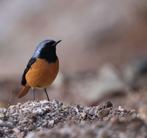 Daurian Redstart, 北红尾鸲, Phoenicurus auroreus-gallery-