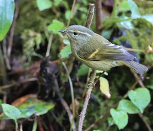 Buff-barred Warbler, 橙斑翅柳莺, Phylloscopus pulcher-gallery-