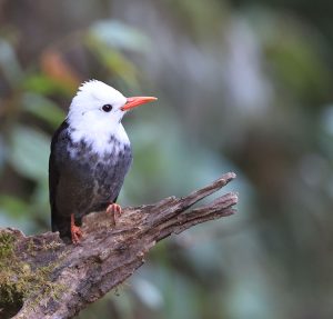 Black Bulbul, 黑短脚鹎, Hypsipetes leucocephalus-gallery-