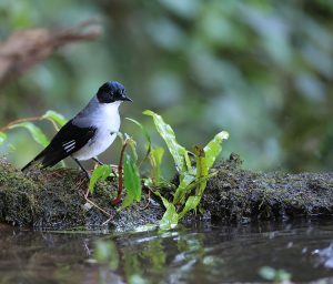 Black-headed Sibia, 黑头奇鹛, Heterophasia desgodinsi-gallery-