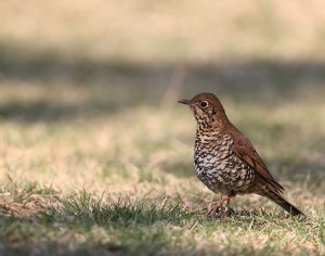 Himalayan Forest Thrush, 喜山光背地鸫, Zoothera salimalii-gallery-