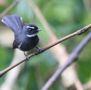 White-throated Fantail, 白喉扇尾鹟 · Rhipidura albicollis-gallery-