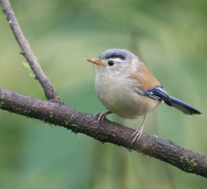 Blue-winged Minla, 蓝翅希鹛, Actinodura cyanouroptera-gallery-