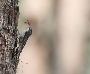 Bar-tailed Treecreeper, 高山旋木雀, Certhia himalayana-gallery-