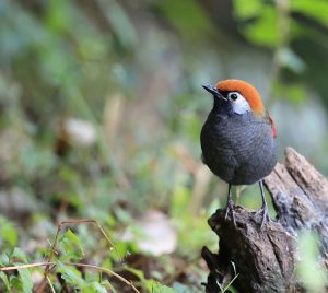 Red-tailed Laughingthrush, 赤尾噪鹛, Trochalopteron milnei-gallery-