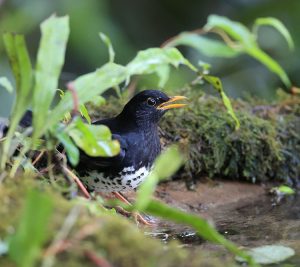 Japanese Thrush, 乌灰鸫, Turdus cardis-gallery-