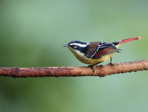 Red-tailed Minla, 火尾希鹛, Minla ignotincta-gallery-