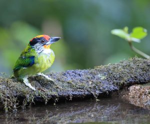 Golden-throated Barbet, 金喉拟啄木鸟, Psilopogon franklinii-gallery-