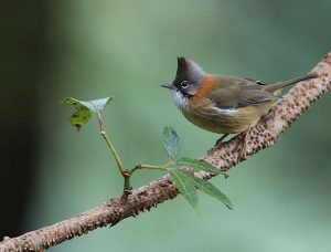 Whiskered Yuhina, 黄颈凤鹛, Yuhina flavicollis-gallery-