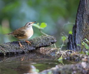 Eyebrowed Thrush, 白眉鸫, Turdus obscurus-gallery-