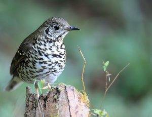 Long-tailed Thrush, 长尾地鸫, Zoothera dixoni-gallery-