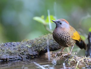 Assam Laughingthrush, 金翅噪鹛, Trochalopteron chrysopterum-gallery-