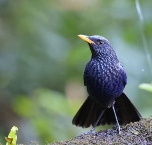 Blue Whistling Thrush, 紫啸鸫, Myophonus caeruleus-gallery-