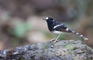 Spotted Forktail, 斑背燕尾, Enicurus maculatus-gallery-