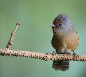 Rusty-fronted Barwing, 锈额斑翅鹛, Actinodura egertoni-gallery-